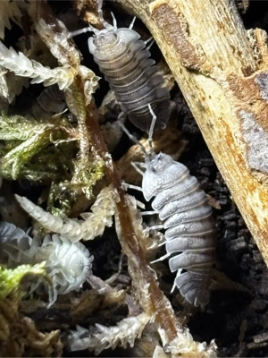 Armadillidium pallasii corfu assel Bild 2
