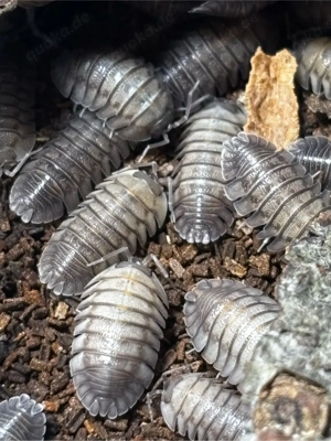 Armadillidium pallasii corfu assel Bild 4