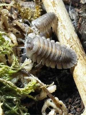 Armadillidium pallasii corfu assel Bild 3