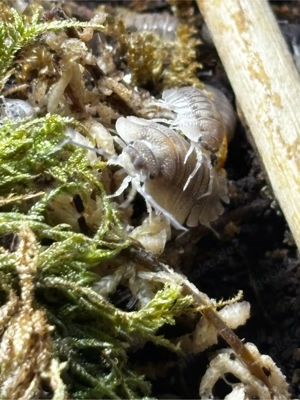 Armadillidium pallasii corfu assel Bild 5