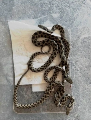 Natrix natrix schweizerii - Milos Ringelnatter 