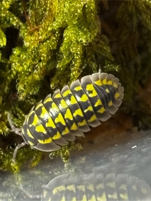 Armadillidium gestroi assel 
