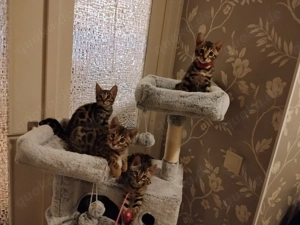 Mini Leoparden,Luxus Kitten, Elegante, Bengal Brown  Spotted Tabby, Kitten 