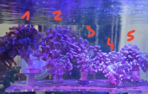 Euphyllia paraancora lila Bild 4