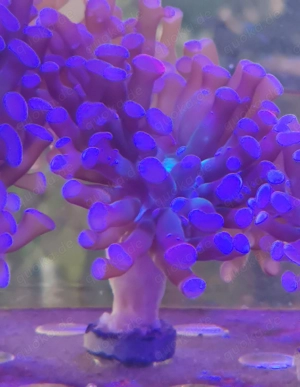 Euphyllia paraancora lila Bild 3