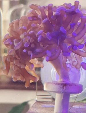 Euphyllia paraancora lila Bild 2