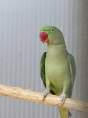 Große   Alexandersittiche geschlossen  beringt