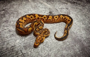 Königspython 1.0 BP YB Clown het Pied 