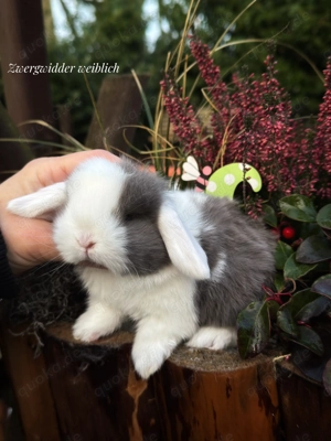 Superzahme Zwergwidder suchen Dich! Kaninchen Zwergkaninchen 