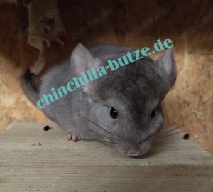 Chinchillas zur Abgabe
