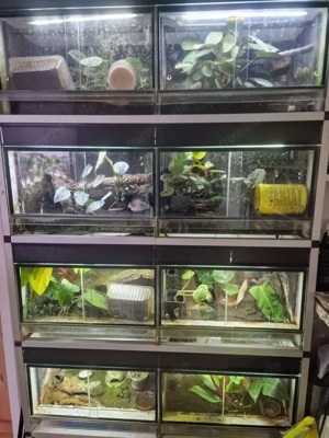 8 Becken zur abgabe 50x30x30