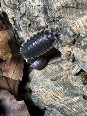 Trachelipus caucasius assel