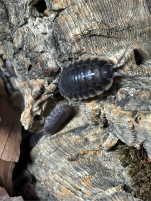 Trachelipus caucasius assel Bild 5