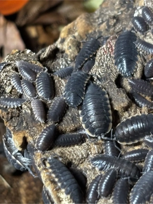 Trachelipus caucasius assel Bild 3