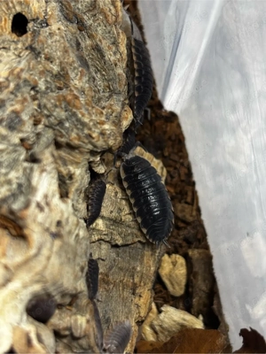 Trachelipus caucasius assel Bild 2