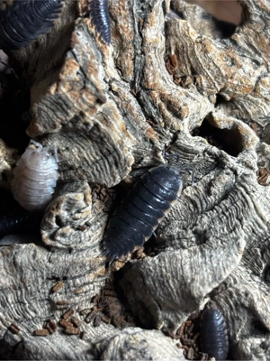 Trachelipus caucasius assel Bild 4