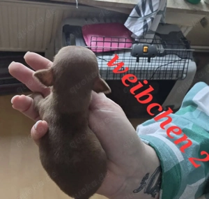 Chihuahua welpen 2 Weibchen 1 Rüde 
