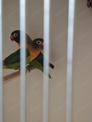 Agaporniden Unzertrennliche