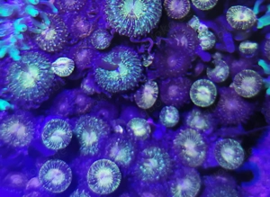 Zoanthus space monster