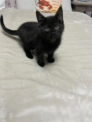 Maine Coon kitten ( Mädchen ) sucht ein Zuhause 