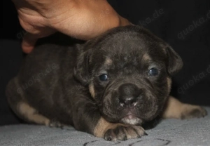 Old English Bulldog Welpe (Hündin) sucht erfahrenes Zuhause 