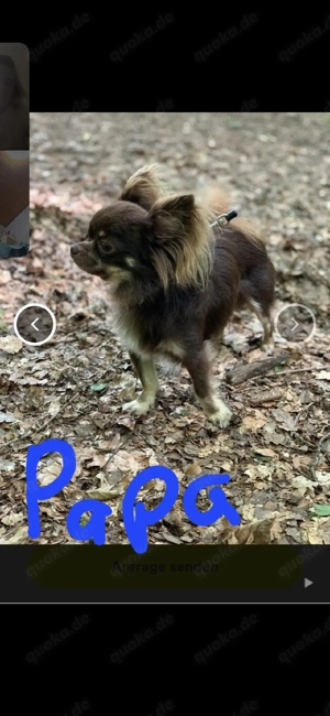 Chihuahua welpen weibchen