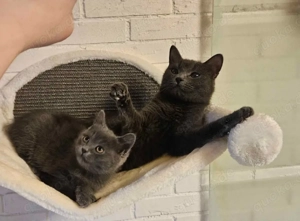 Mädchen sucht seine Familie 