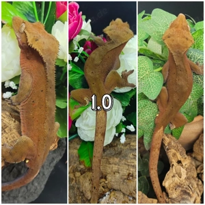 1.0 Kronengecko Dalmatiner