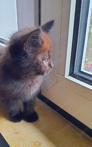 Reinrassige BKH Baby Kätzchen ( Black and White) 