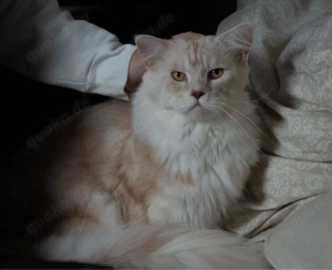 Maine Coon Deckkater sucht Katzendame  Bild 2