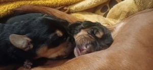 Wunderschöne Brackenwelpen