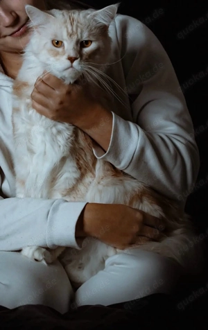 Maine Coon Deckkater sucht Katzendame 