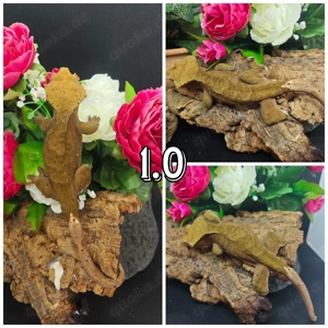 1.0 Kronengecko Dalmatiner