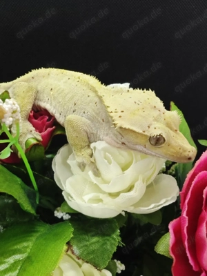 1.0 Kronengecko Dalmatiner