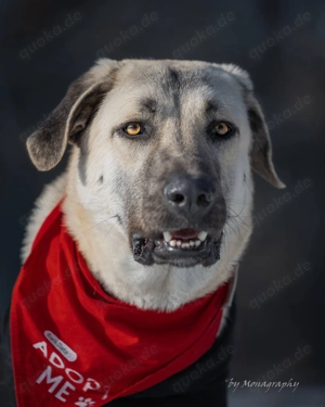 Pascha uas dem Tierschutz 