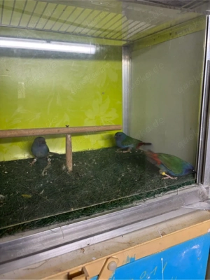 Zuchtaufgabe ForbesPapageiamadinen