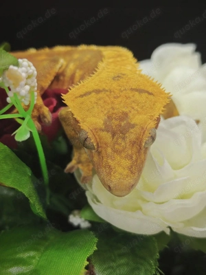 0.1 Kronengecko Extreme Harlequin