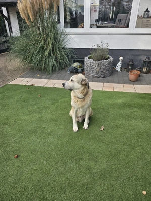 Lodos aus dem Tierschutz  Bild 9