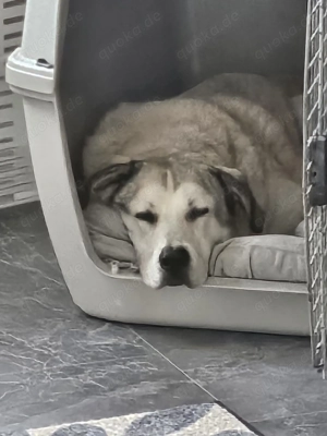 Lodos aus dem Tierschutz  Bild 7