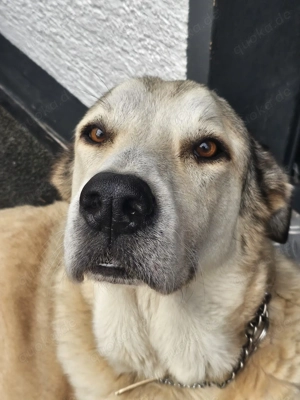 Lodos aus dem Tierschutz  Bild 5