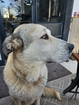 Lodos aus dem Tierschutz  Bild 8