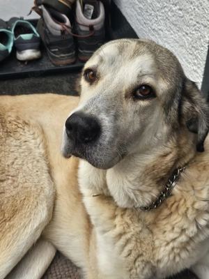 Lodos aus dem Tierschutz  Bild 6