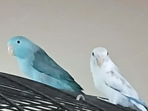 2 Sperlingspapageien  + Voliere + UV-Lampe + Transportbox