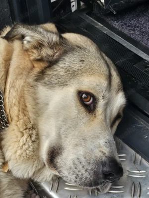 Lodos aus dem Tierschutz  Bild 2