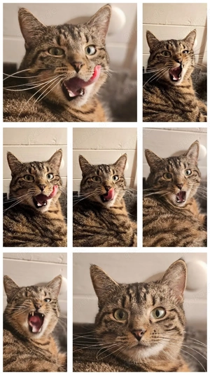 Zweijährige Emmi sucht ihre Familie (Tierschutz)