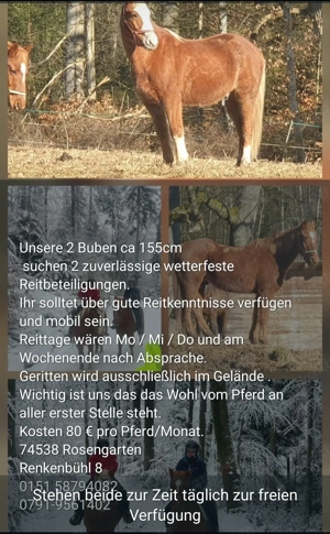 Schnuppernachmittag ab 4jahre   74538 Pferdehof Dendelbach Bild 7