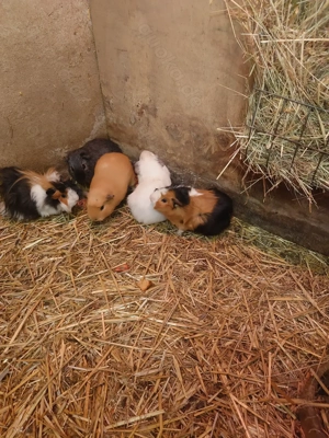 Meerschweinchen männlich 