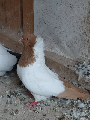 Englische Nonnen Gelbe und Rote. Bild 2