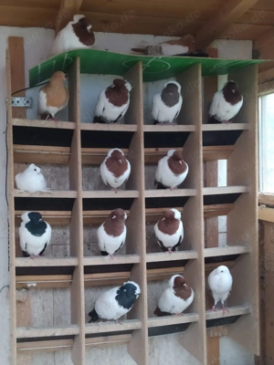 Englische Nonnen Gelbe und Rote. Bild 3