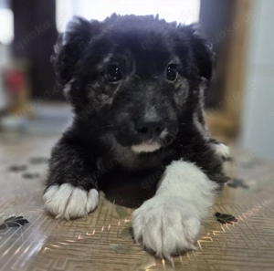 Welpenhündin Happy stellt sich vor